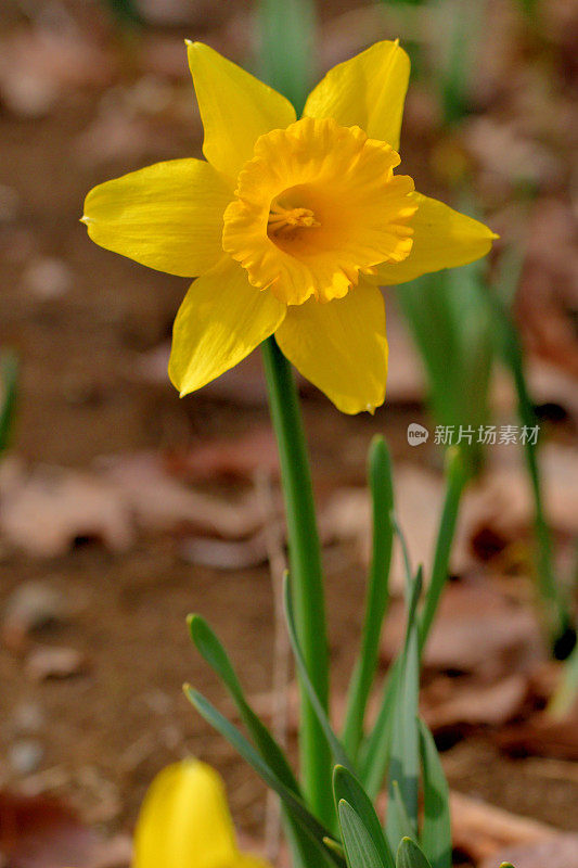 水仙花/水仙花